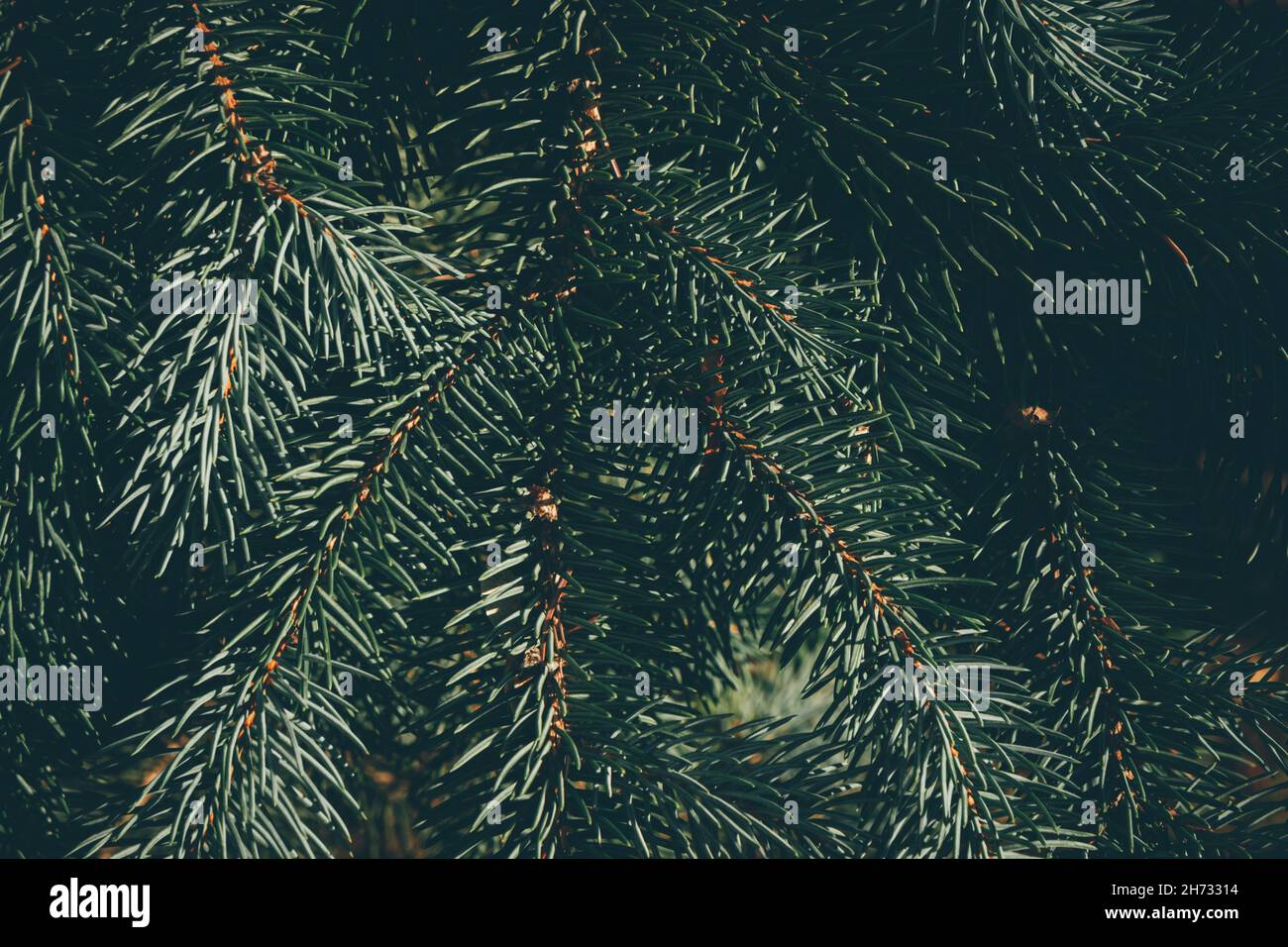 Green branches of fir or pine tree. Christmas background. Background ...