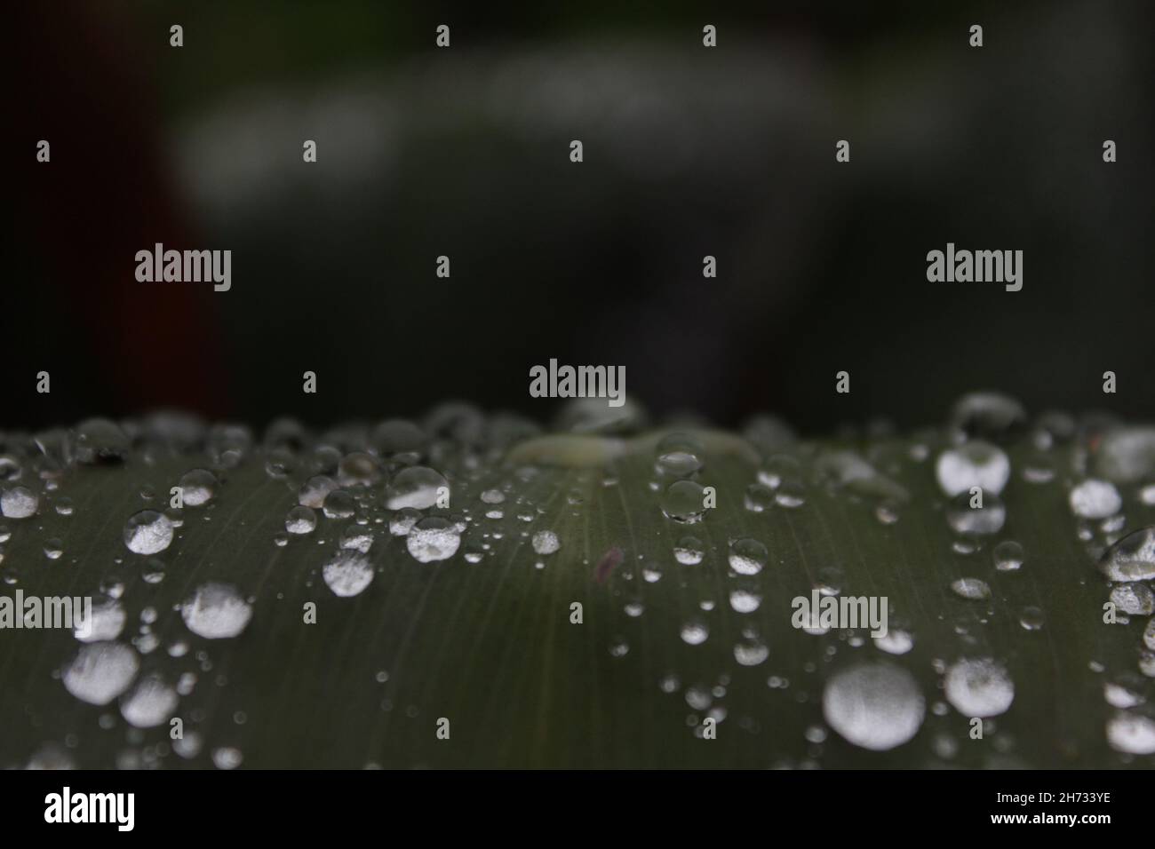 Green leaf with many waterdrops on it after the rain Stock Photo - Alamy