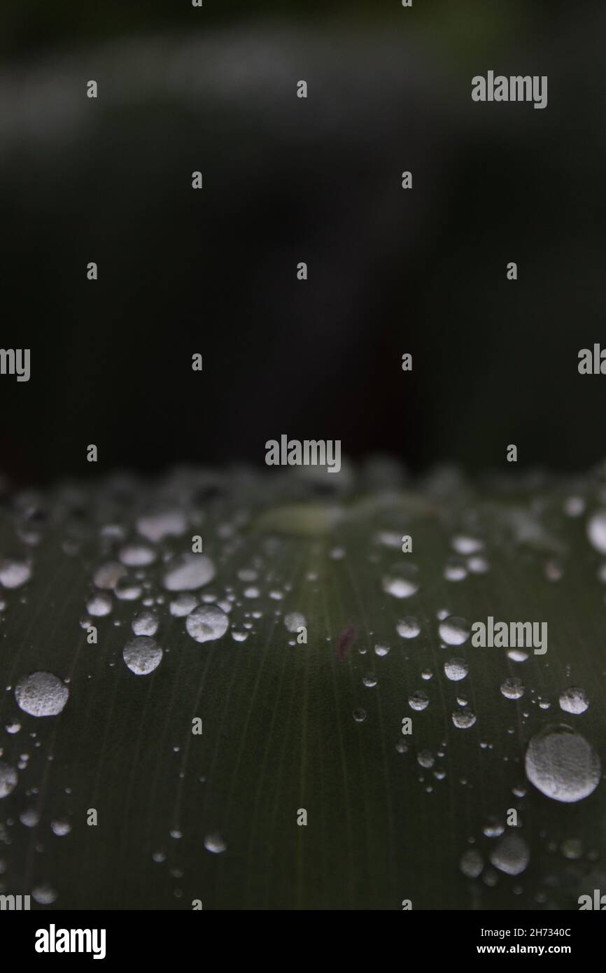 Green leaf with many waterdrops on it after the rain Stock Photo - Alamy