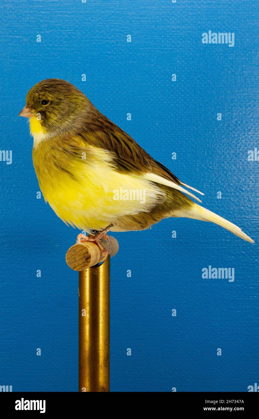 Gloster Consort Canary Bird Stock Photo - Alamy