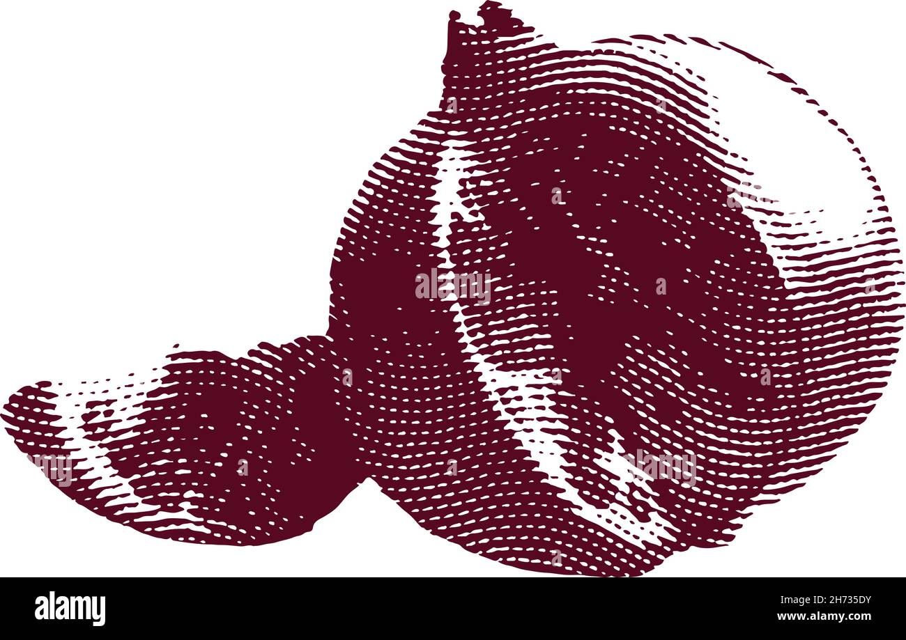 Engraved garnet fruit illustration concept Stock Vector
