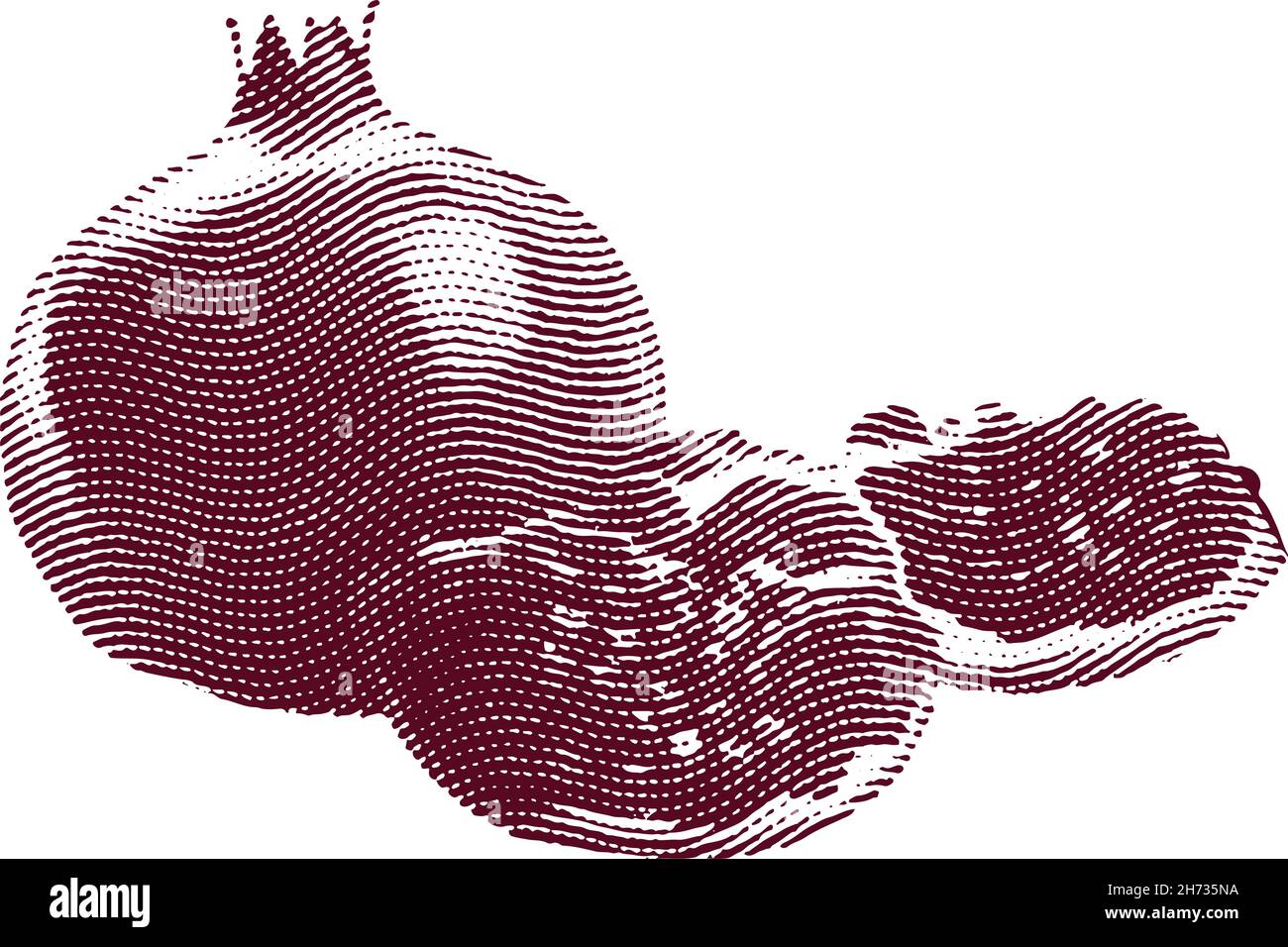 Engraved garnet fruit illustration concept Stock Vector