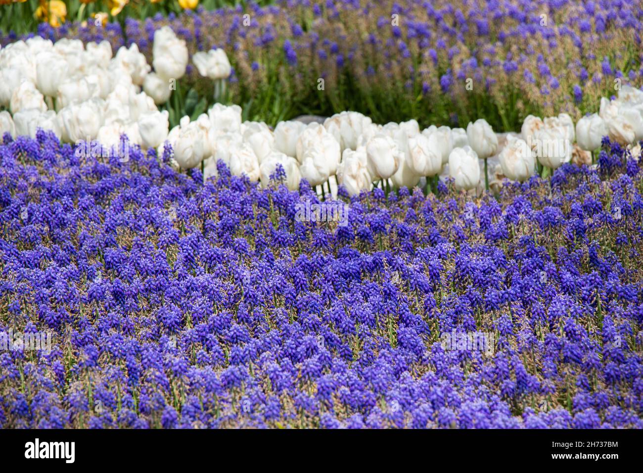Blooming beautiful colorful natural flowers as floral background Stock ...