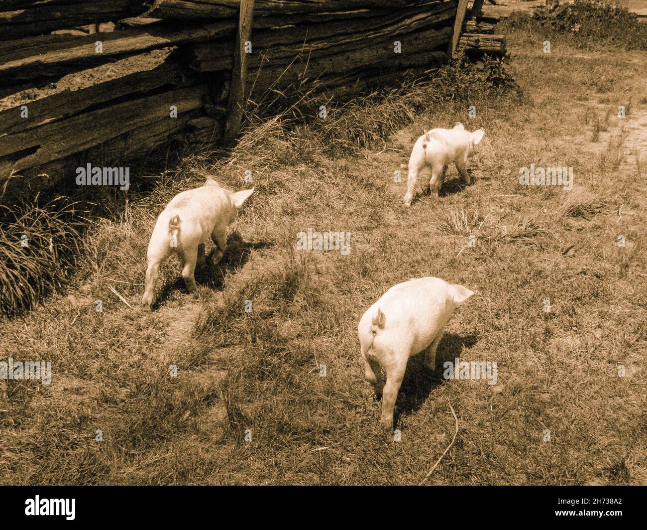 Three little piggies running by rail fence through the barnyard on a ...