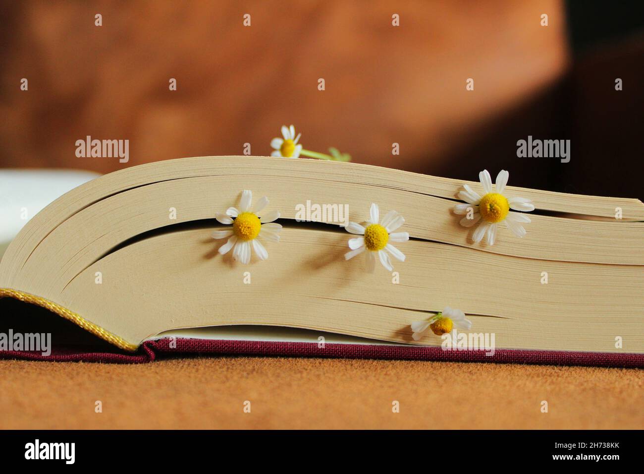 Flowers blooming between pages Stock Photo Alamy