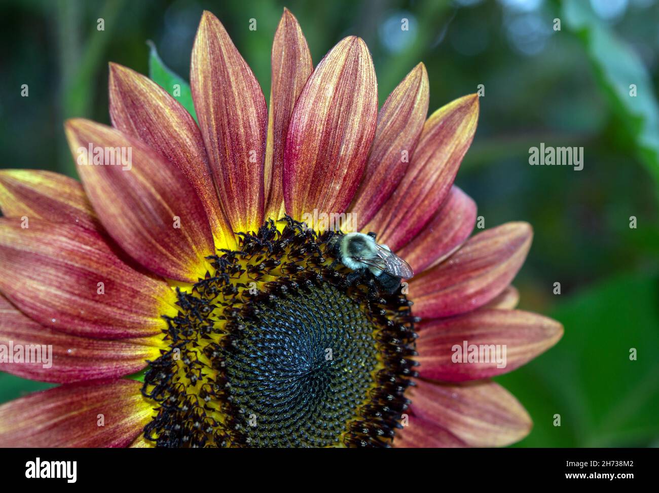 Bees and flowers makes a beautiful photo and portrays a summer time setting in Missouri. Bokeh effect. Stock Photo