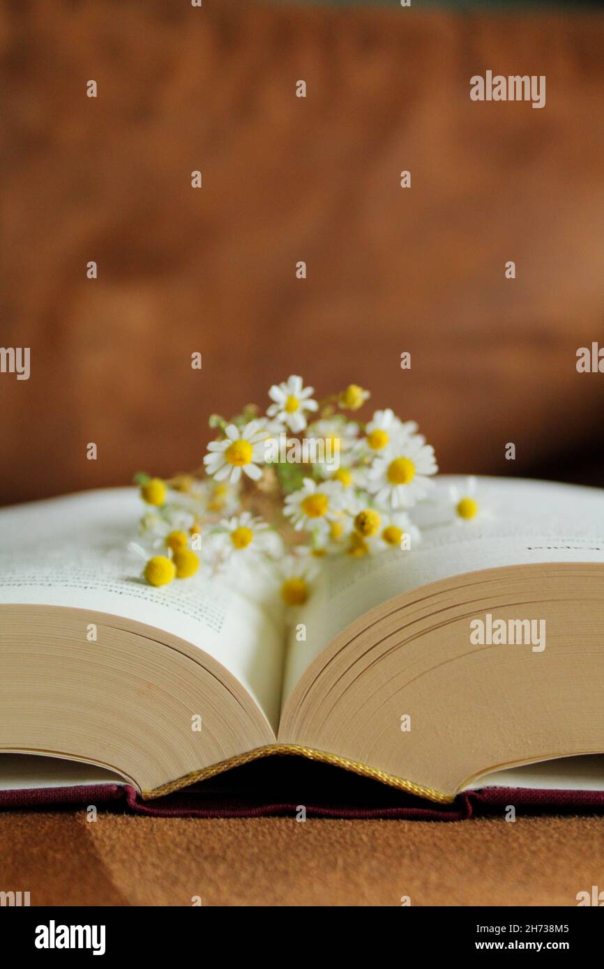 Flowers blooming between pages Stock Photo Alamy