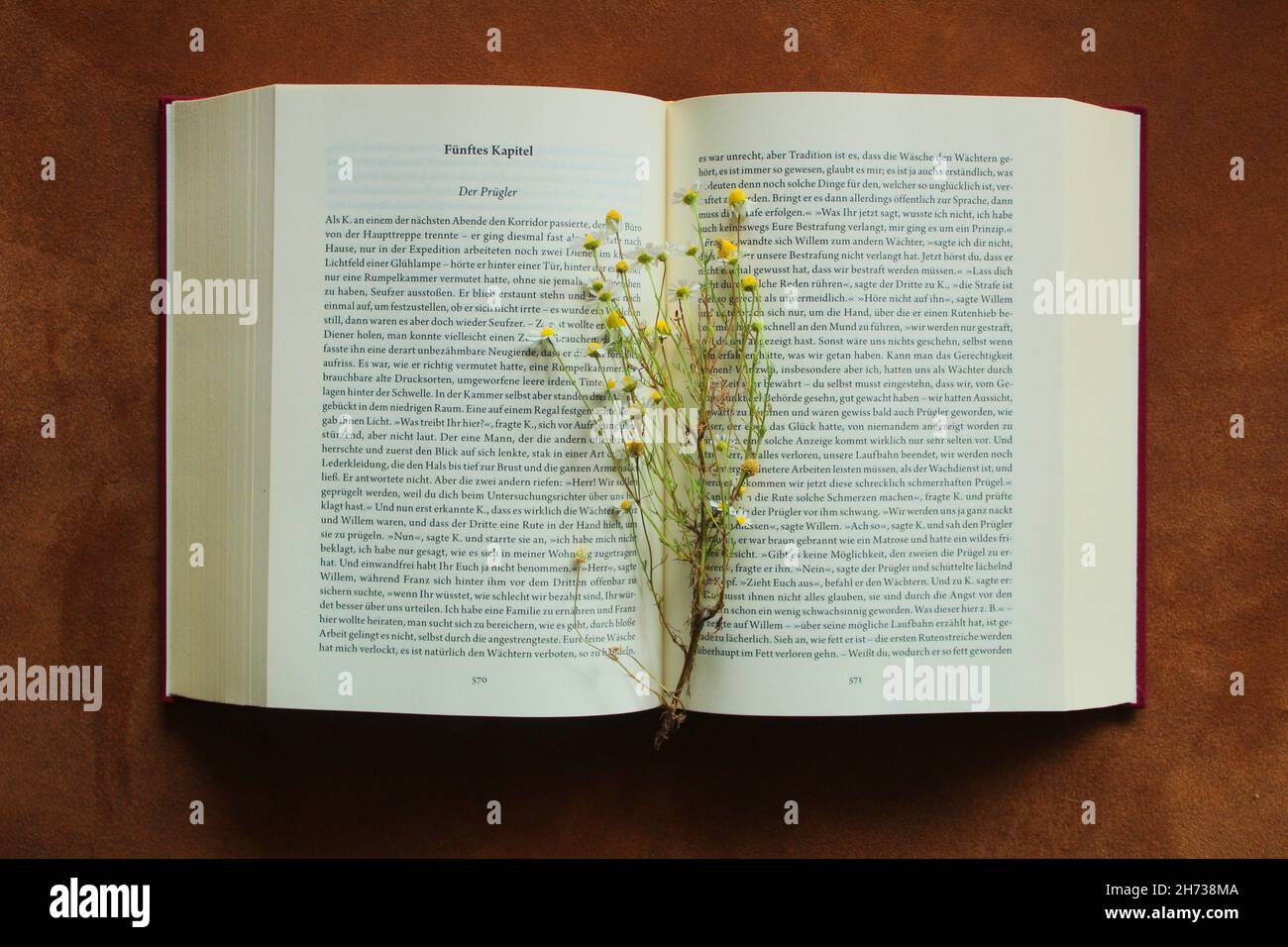 Flowers blooming between the pages of a book Stock Photo Alamy
