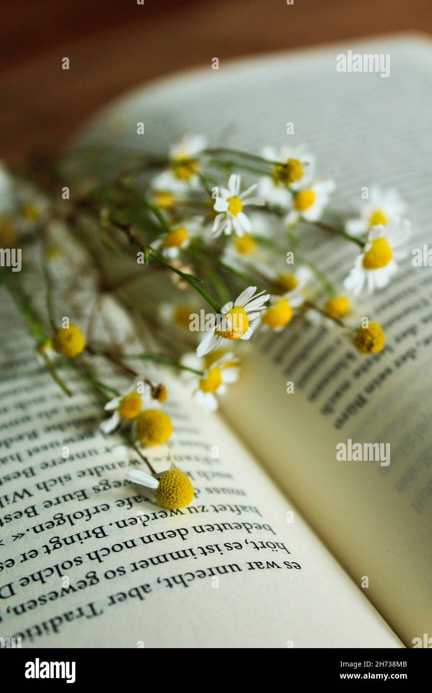 Flowers blooming between pages Stock Photo
