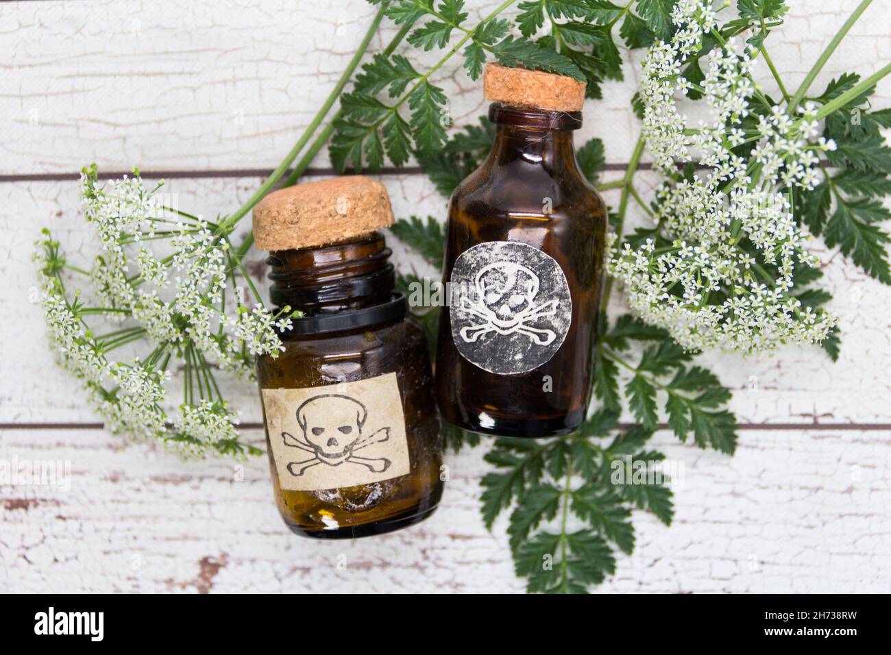 Hemlock flower bouquet with a vial of poison Stock Photo
