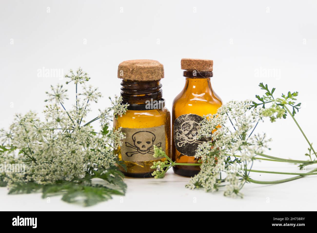 Hemlock flower bouquet with a vial of poison Stock Photo