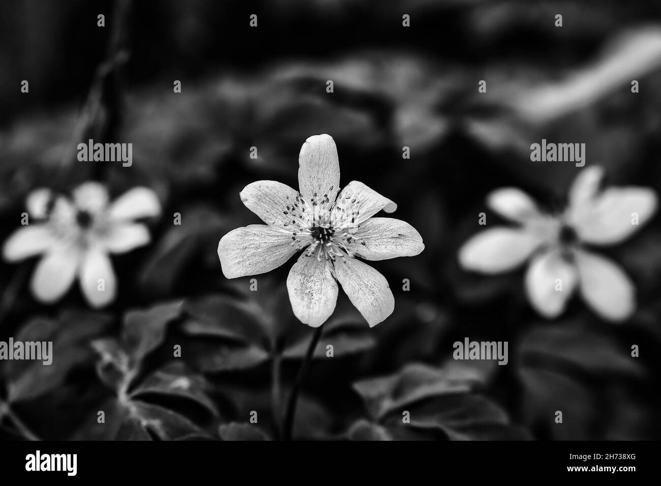 White Wildflowers in black and white Stock Photo Alamy