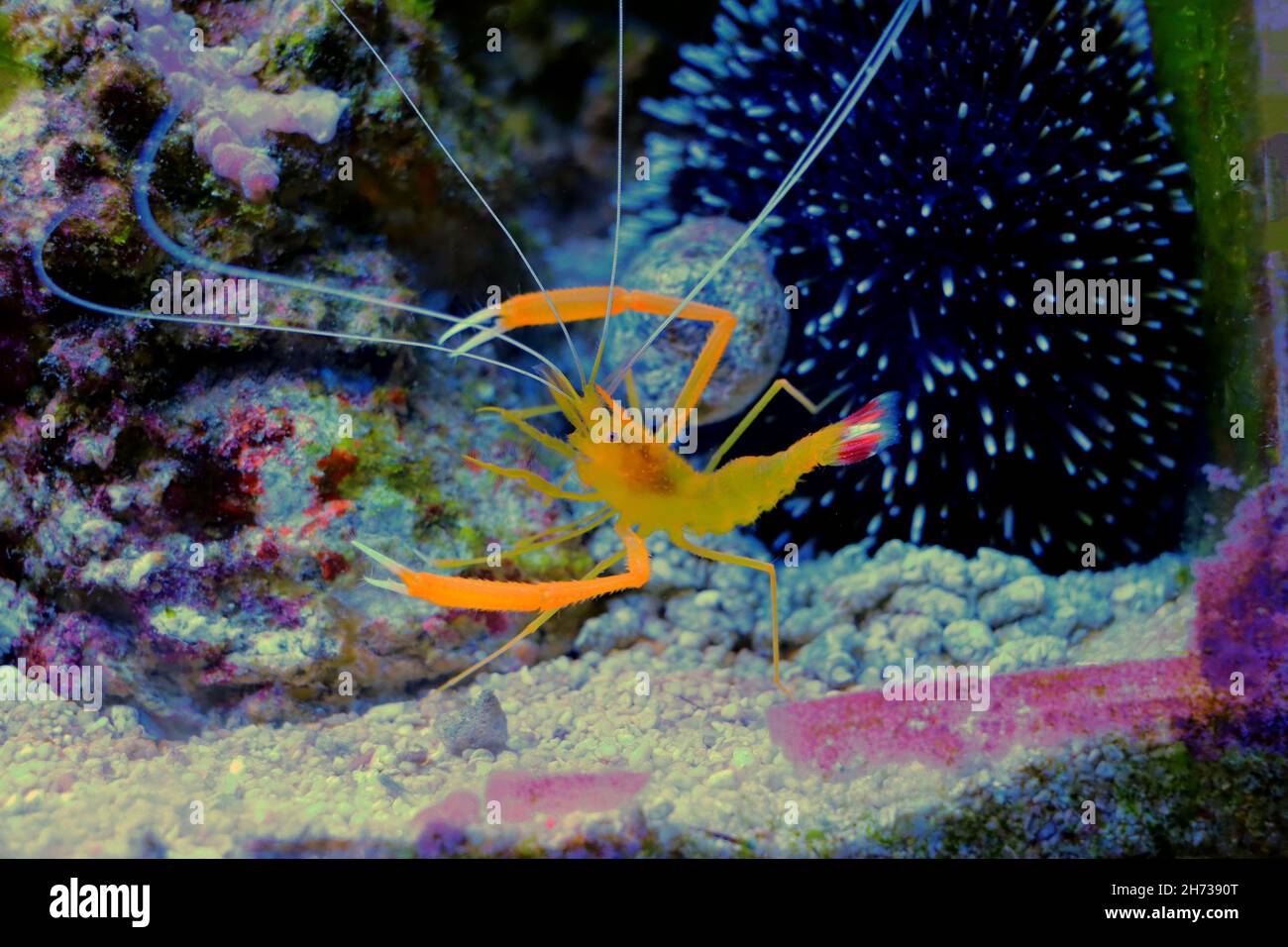 Boxer shrimps hi-res stock photography and images - Alamy