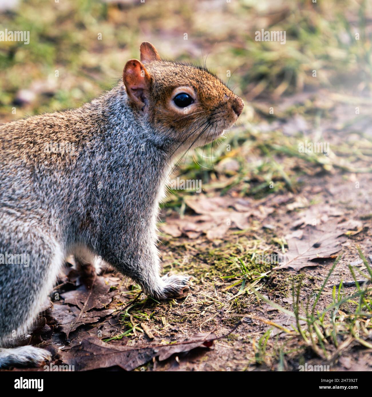 Squirrel up close with eye contact Stock Photo Alamy