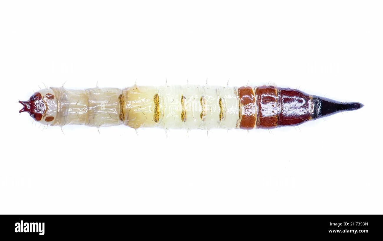 Dorsal Xylophagus cinctus larvae specimen Stock Photo