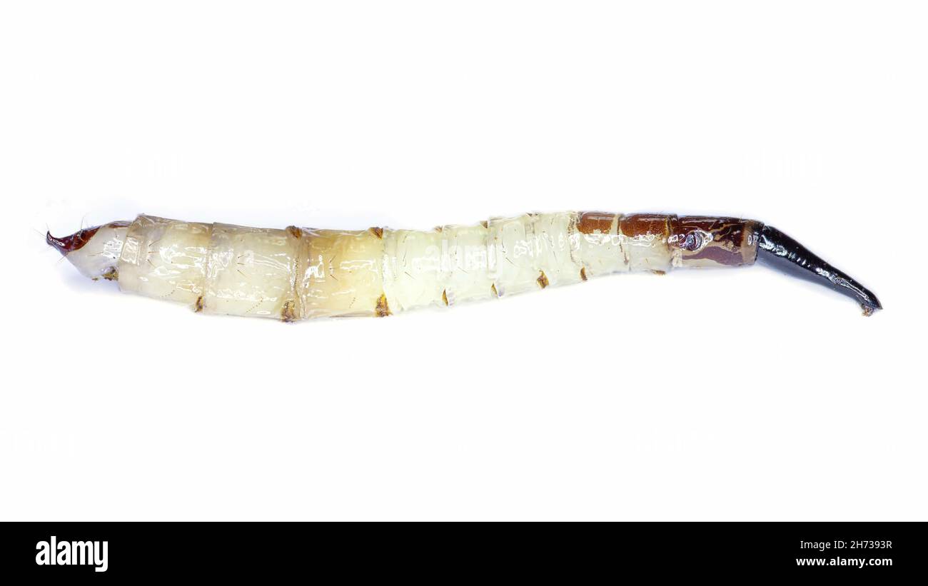 Lateral Xylophagus cinctus larvae specimen Stock Photo