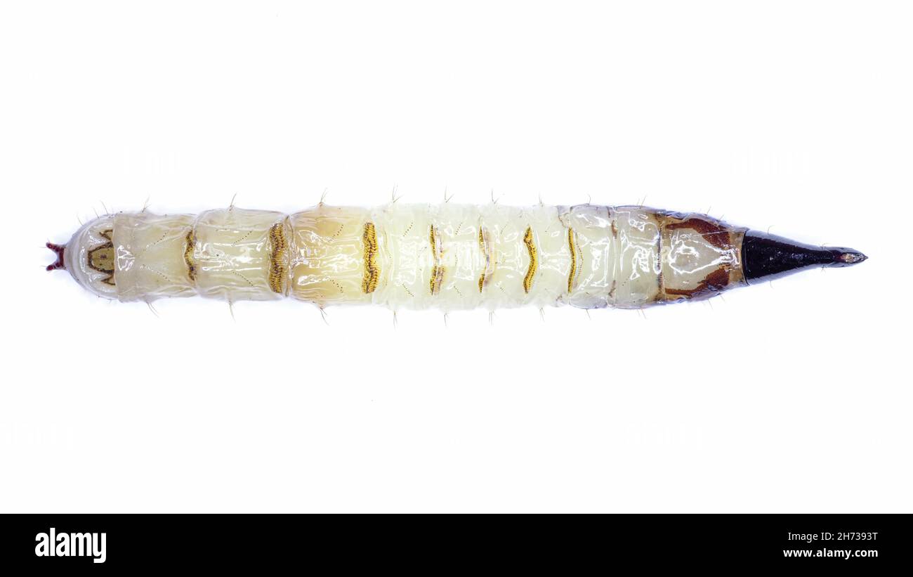 Ventral Xylophagus cinctus larvae specimen Stock Photo