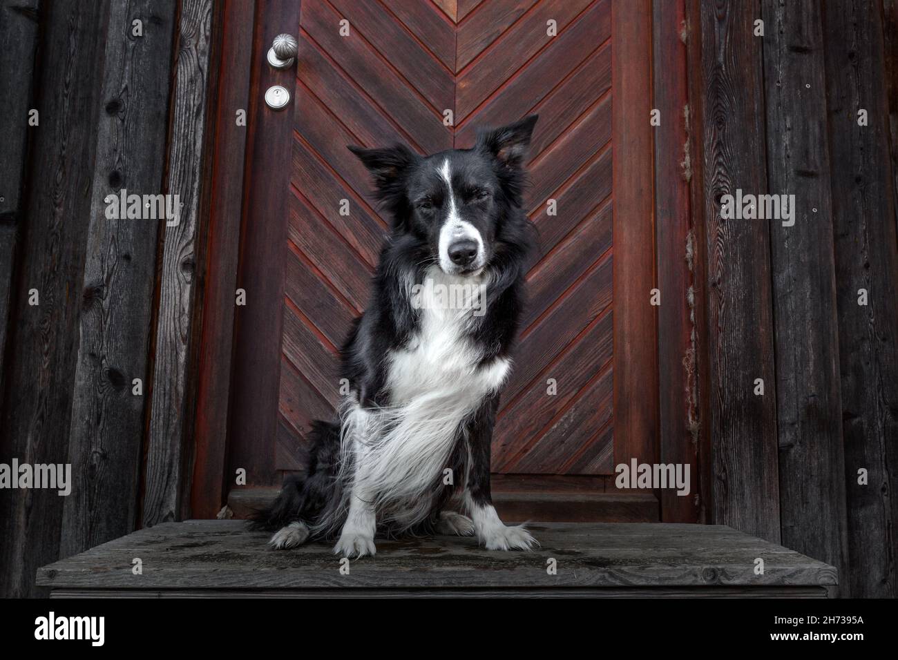 Border Collie door in front of a wooden door Stock Photo Alamy