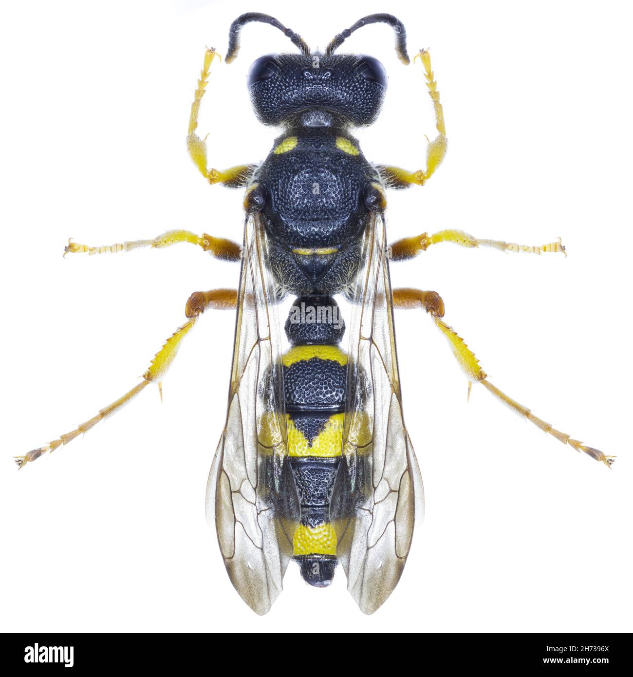 Cerceris rybyensis wasp specimen Stock Photo