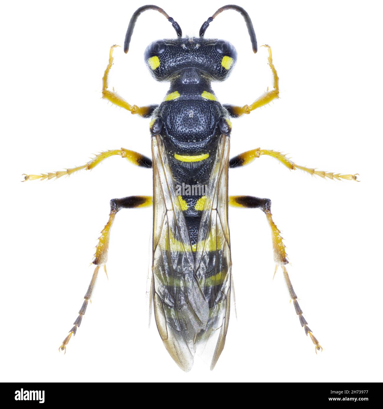Cerceris arenaria wasp specimen Stock Photo