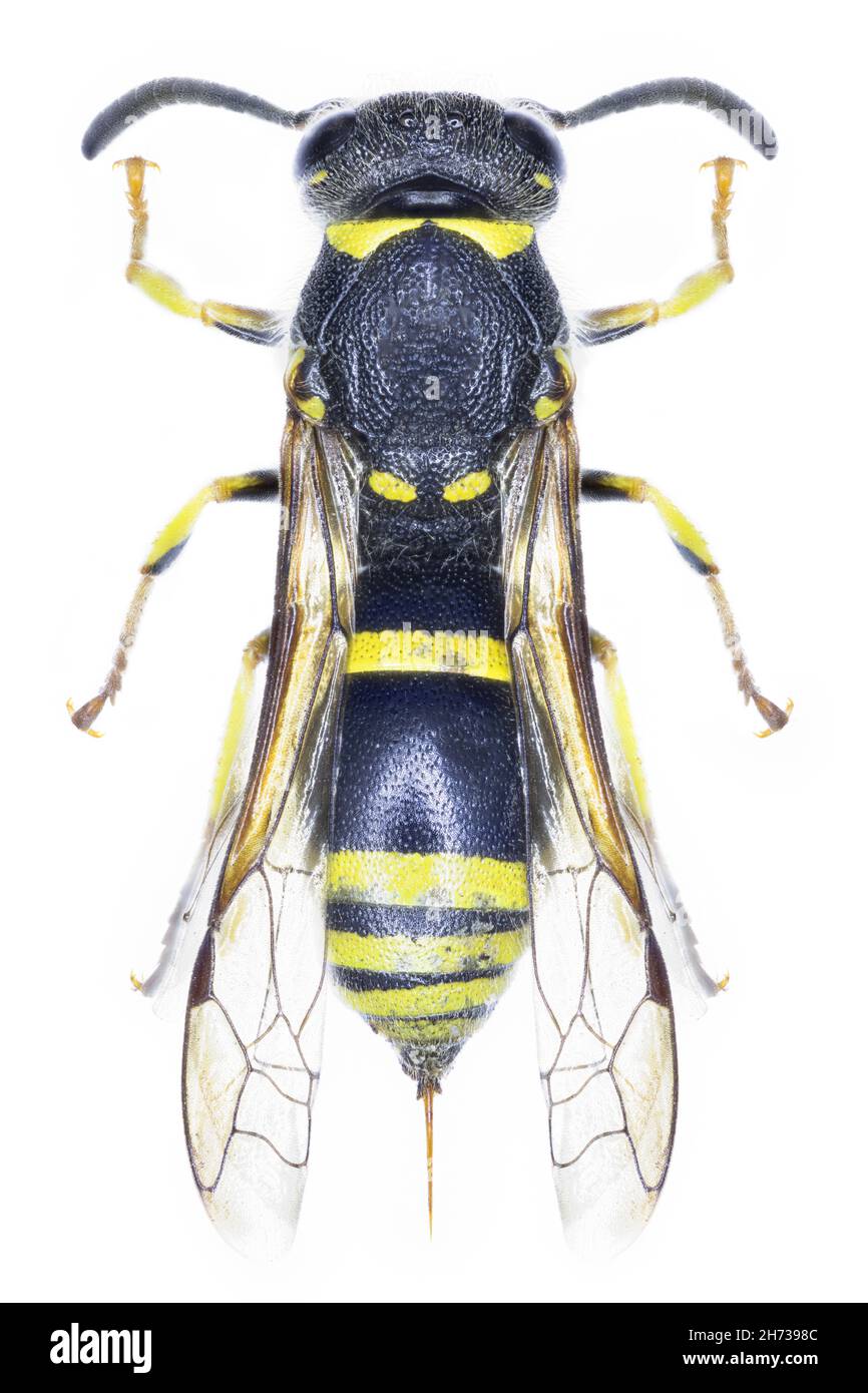 Ancistrocerus trifasciatus wasp specimen Stock Photo