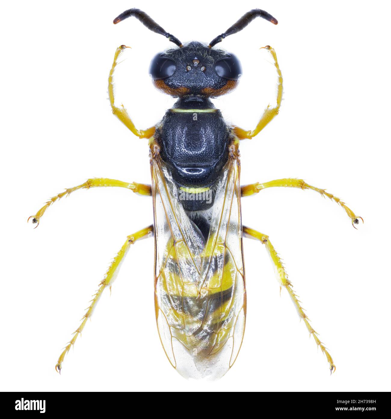 Phasus Triangularis Philanthus triangulum wasp specimen Stock Photo - Alamy