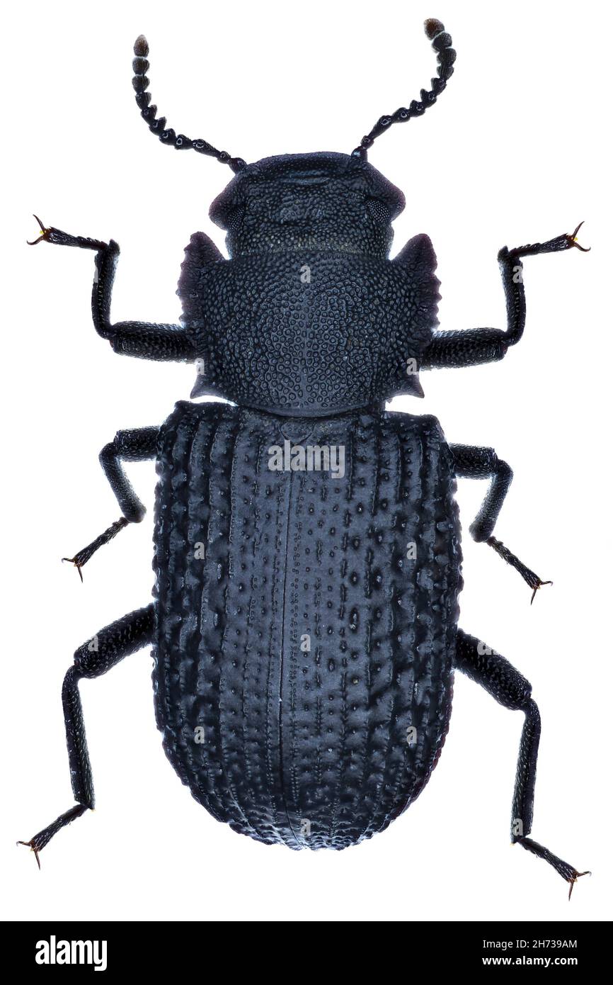 Bolitophagus reticulatus beetle specimen Stock Photo