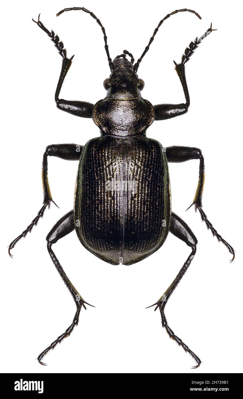 Calosoma inquisitor beetle specimen Stock Photo