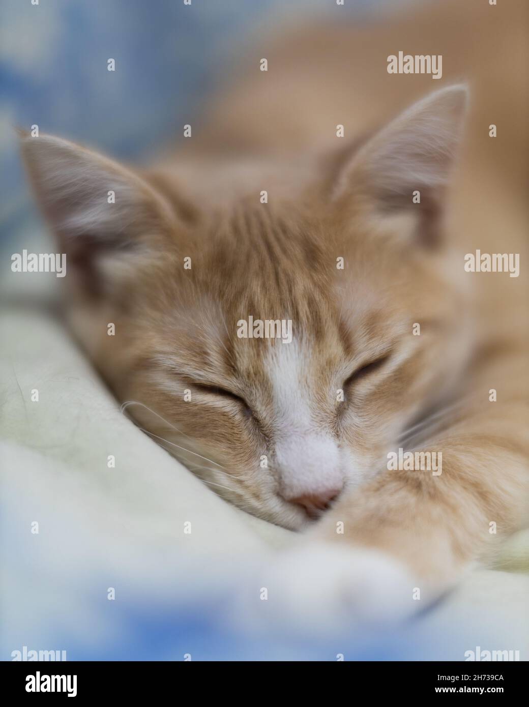 Cute ginger cat lying on the bed at home Stock Photo - Alamy