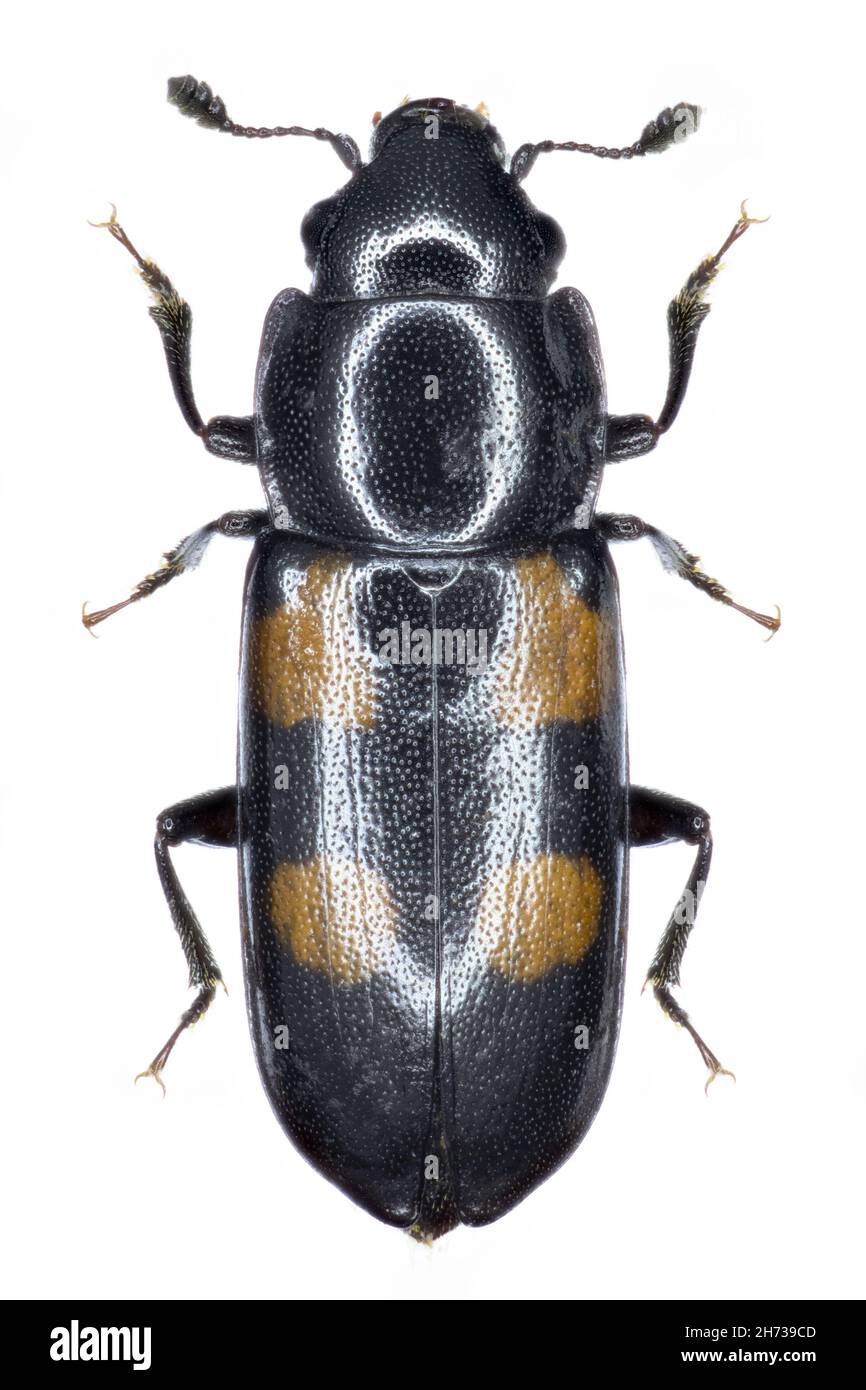 Glischrochilus quadripunctatus sap beetle specimen Stock Photo