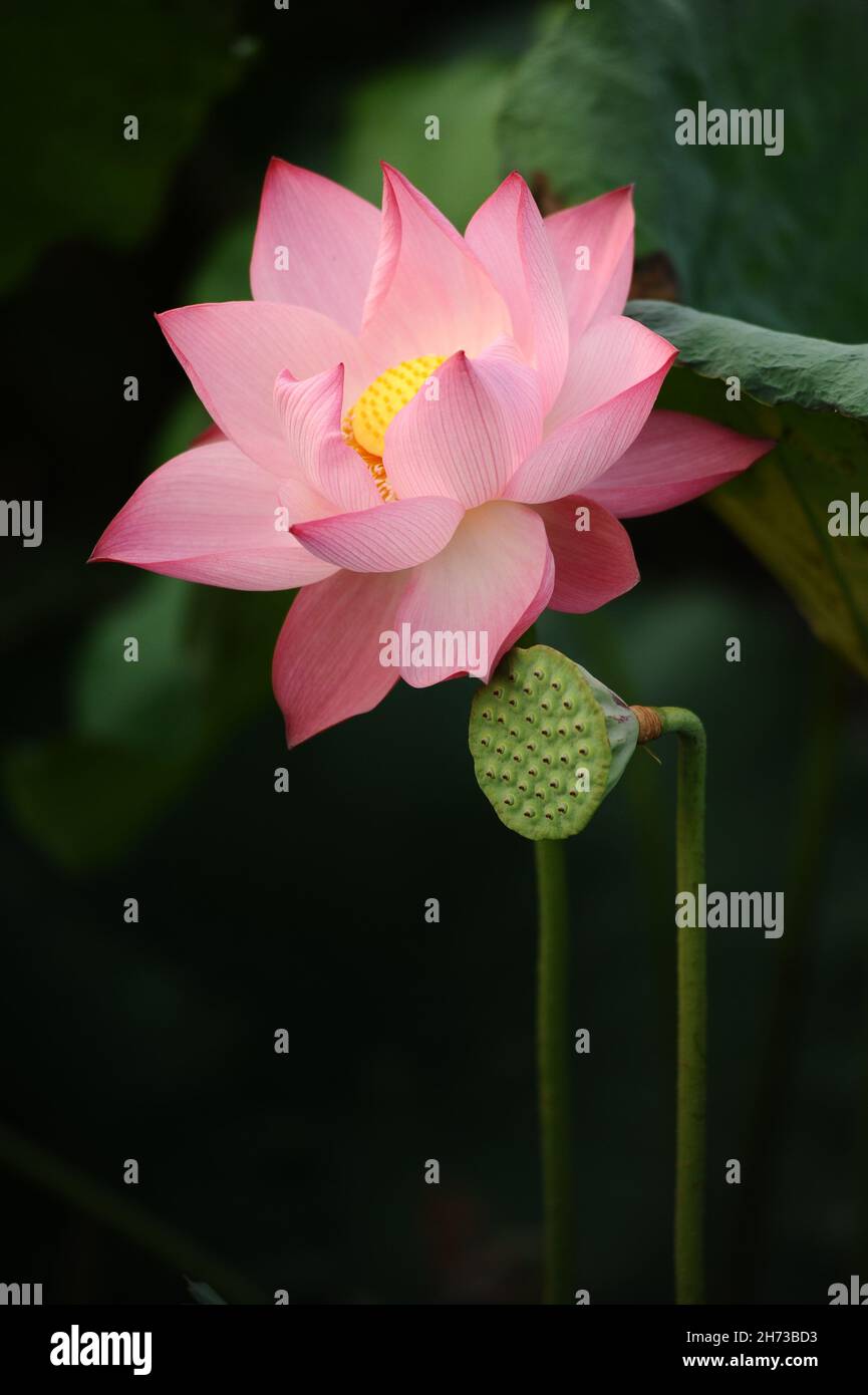 Vietnam lotus flower, Buddha flower, national flower Stock Photo Alamy