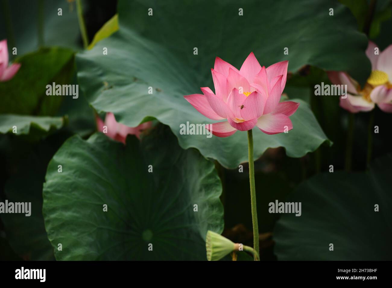 Vietnam lotus flower, Buddha flower, national flower Stock Photo Alamy