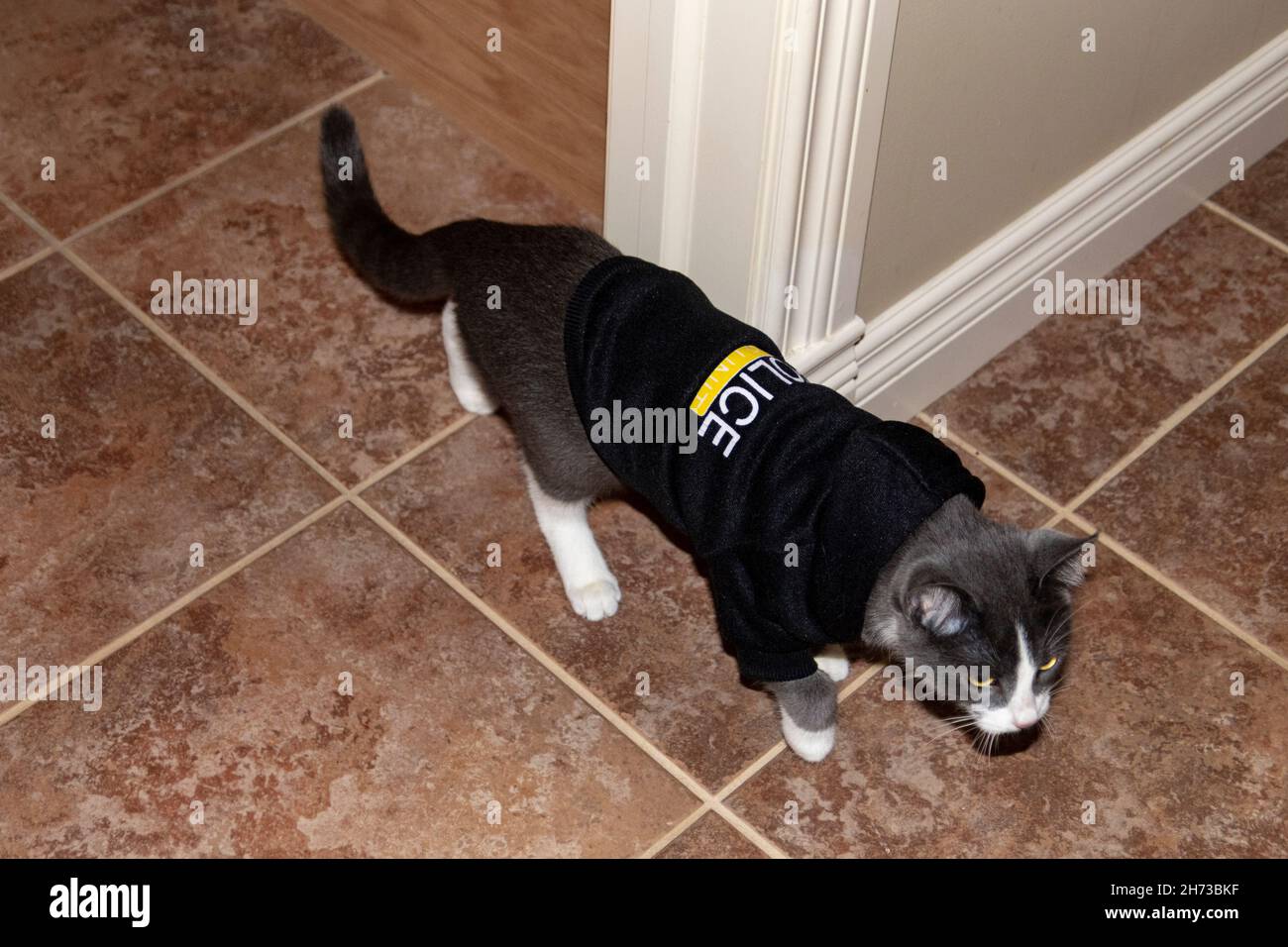 Portrait of a Funny Cat in a Police Hat and Tie Stock Photo - Image of  constable, kitten: 178698814