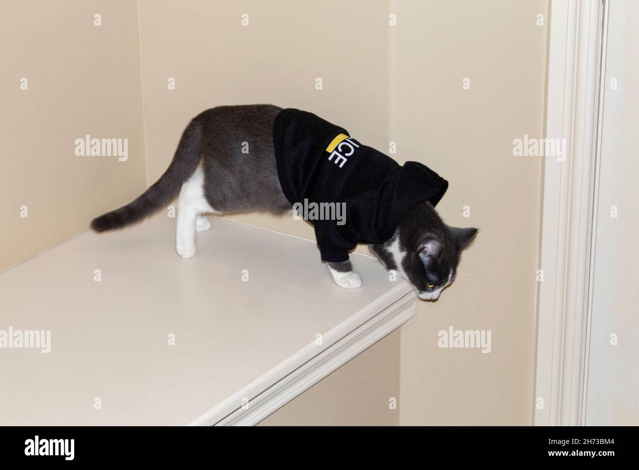 cat kitten kitty holding a police department banner , as a mugshot photo,  at police office Stock Photo - Alamy