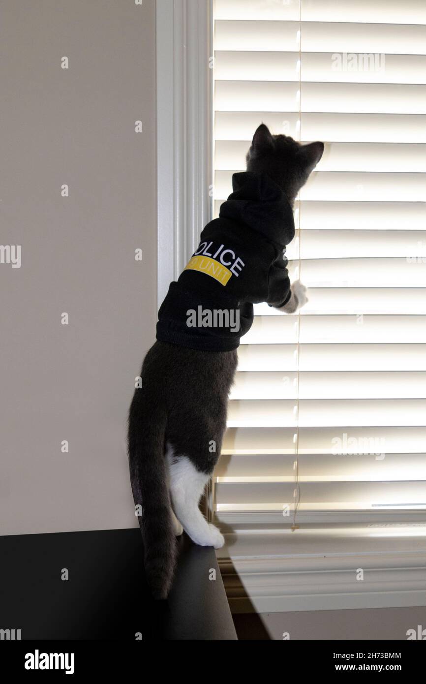 cat kitten kitty holding a police department banner , as a mugshot photo,  at police office Stock Photo - Alamy