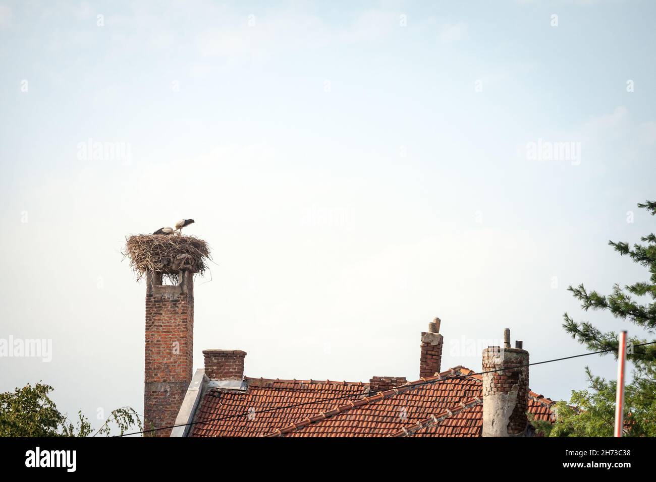 Picture of a storn nest with the bird standing on it during a sunny