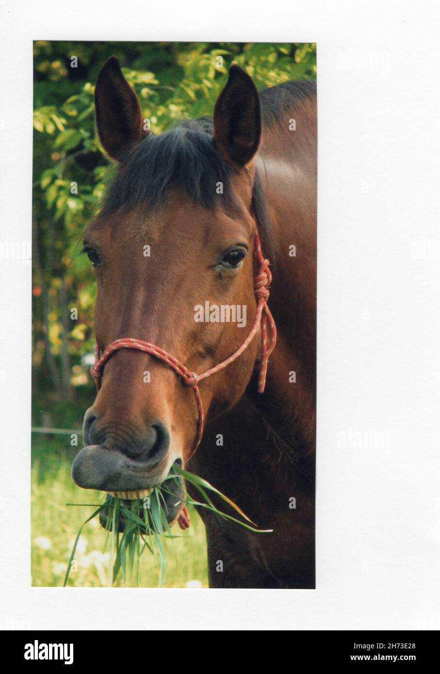 Horse chewing rope hires stock photography and images Alamy