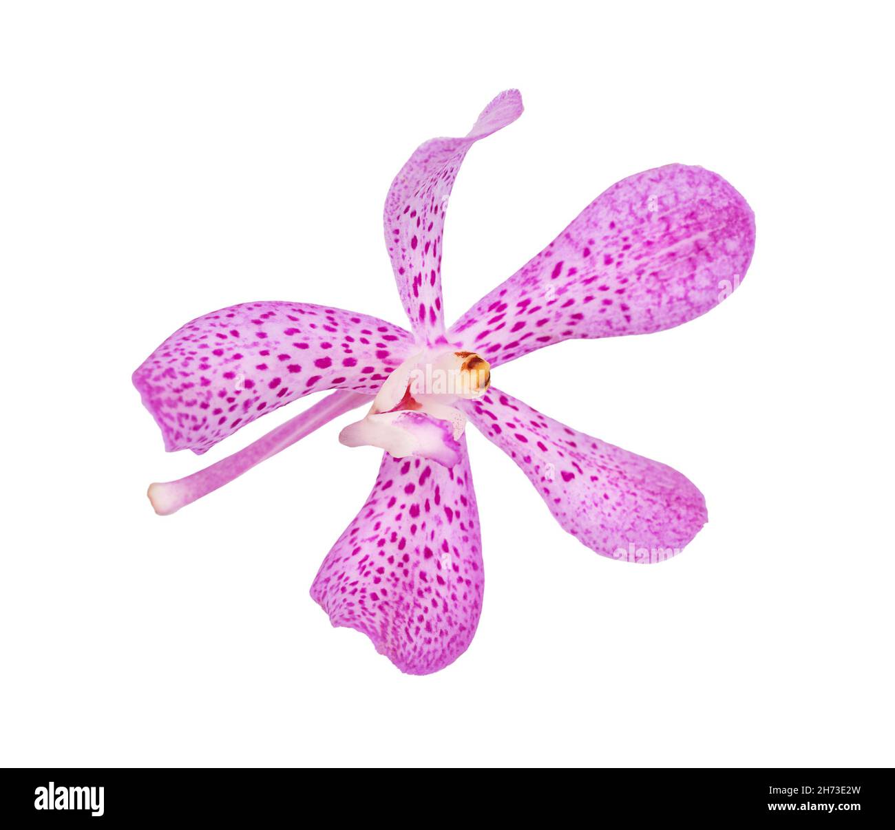 Pink orchid flower isolated on white background Stock Photo - Alamy