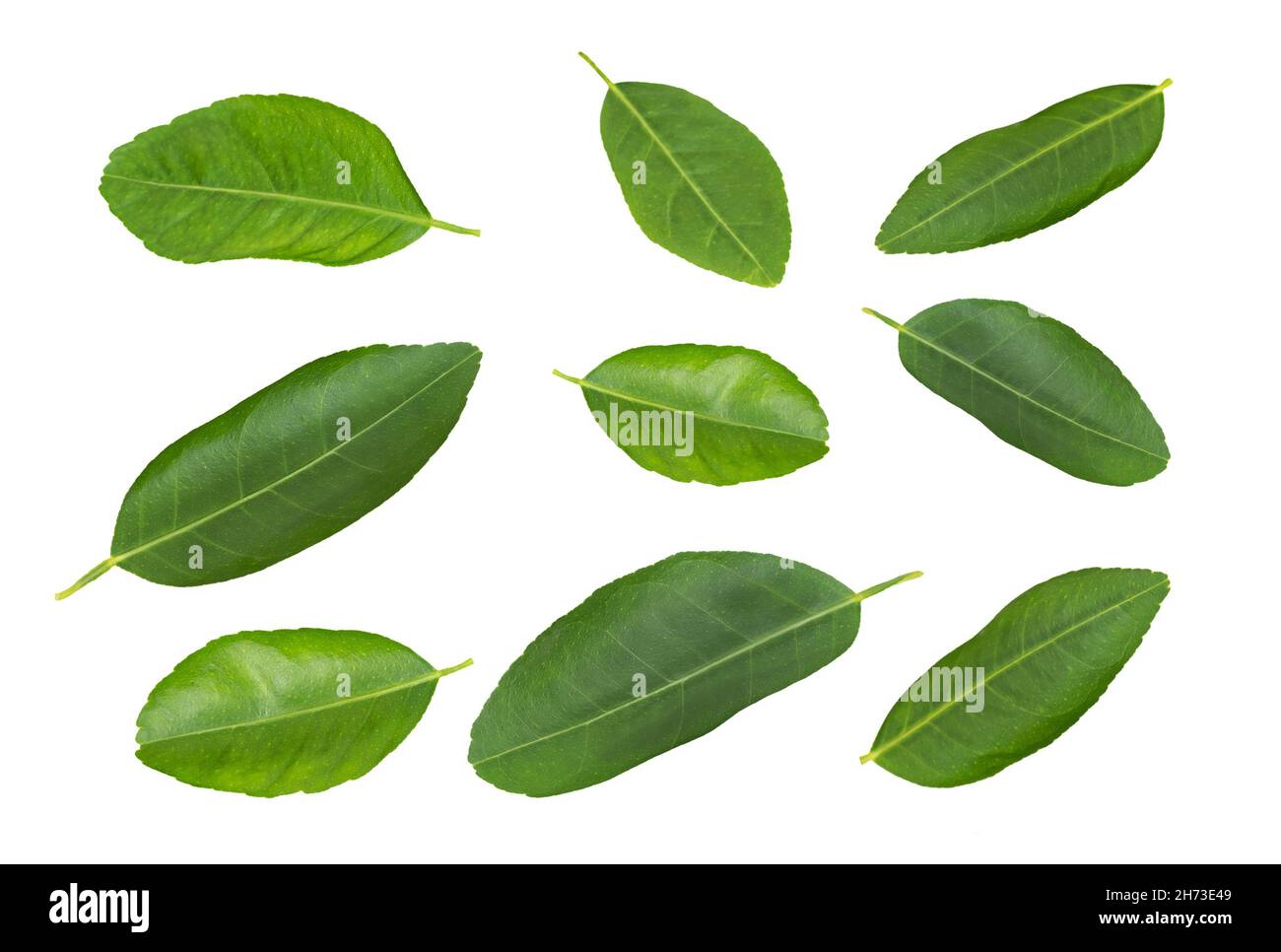 Green lime leaves collection isolated on white background Stock Photo