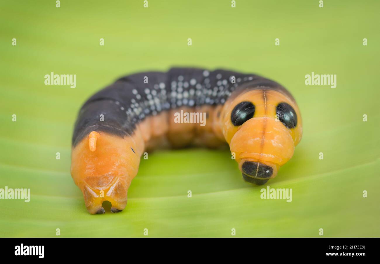 A hawk caterpillar on the leaf. Worm on banana leaf Stock Photo Alamy