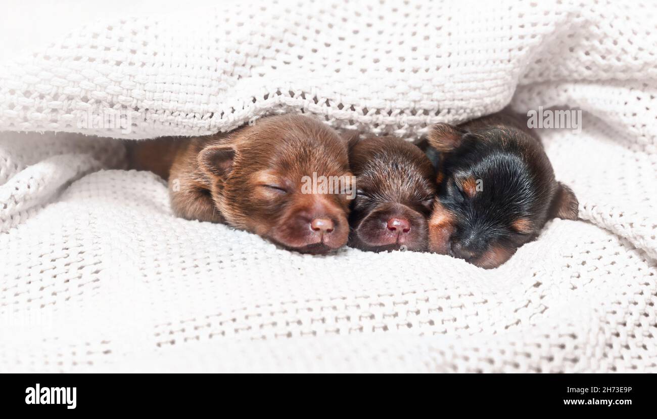 Three cute puppies sleeping under white blankets Stock Photo Alamy