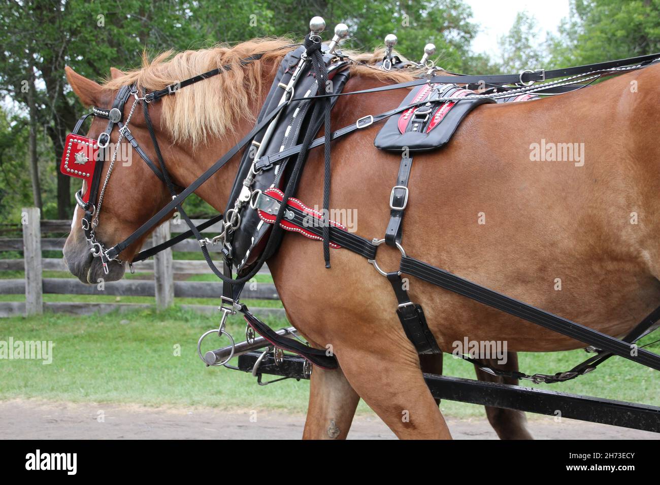 Closeup of brown horse outdoors wearing blinders and harness, hitched
