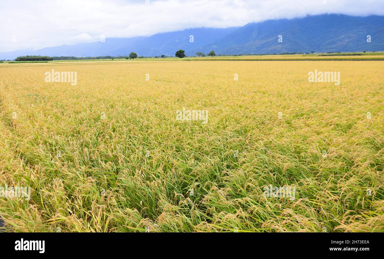 close up Beautiful Ripe rice field  at autumn Stock Photo