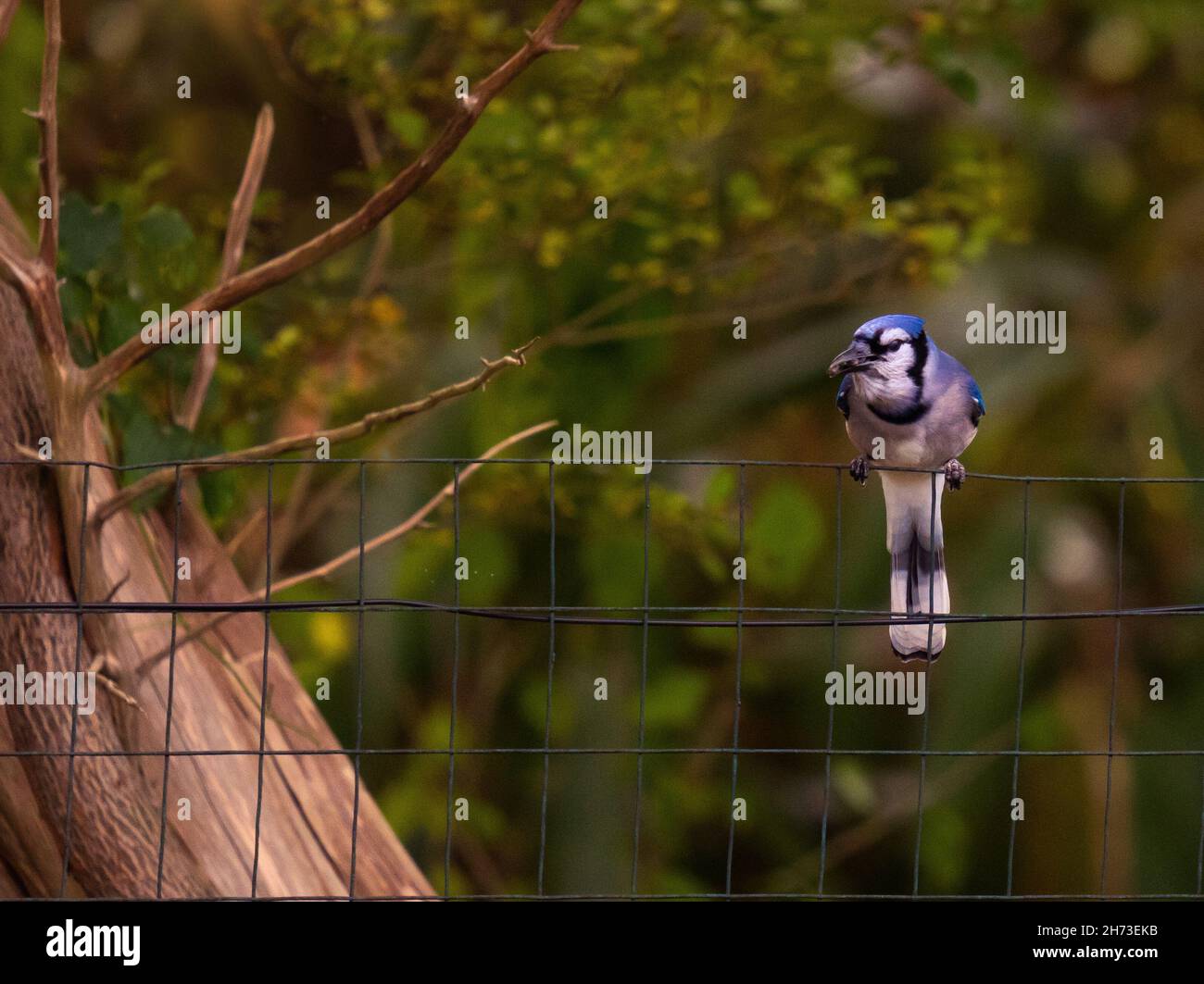 Selective focus shot of a Blue Jay bird perching mesh metal fence Stock Photo