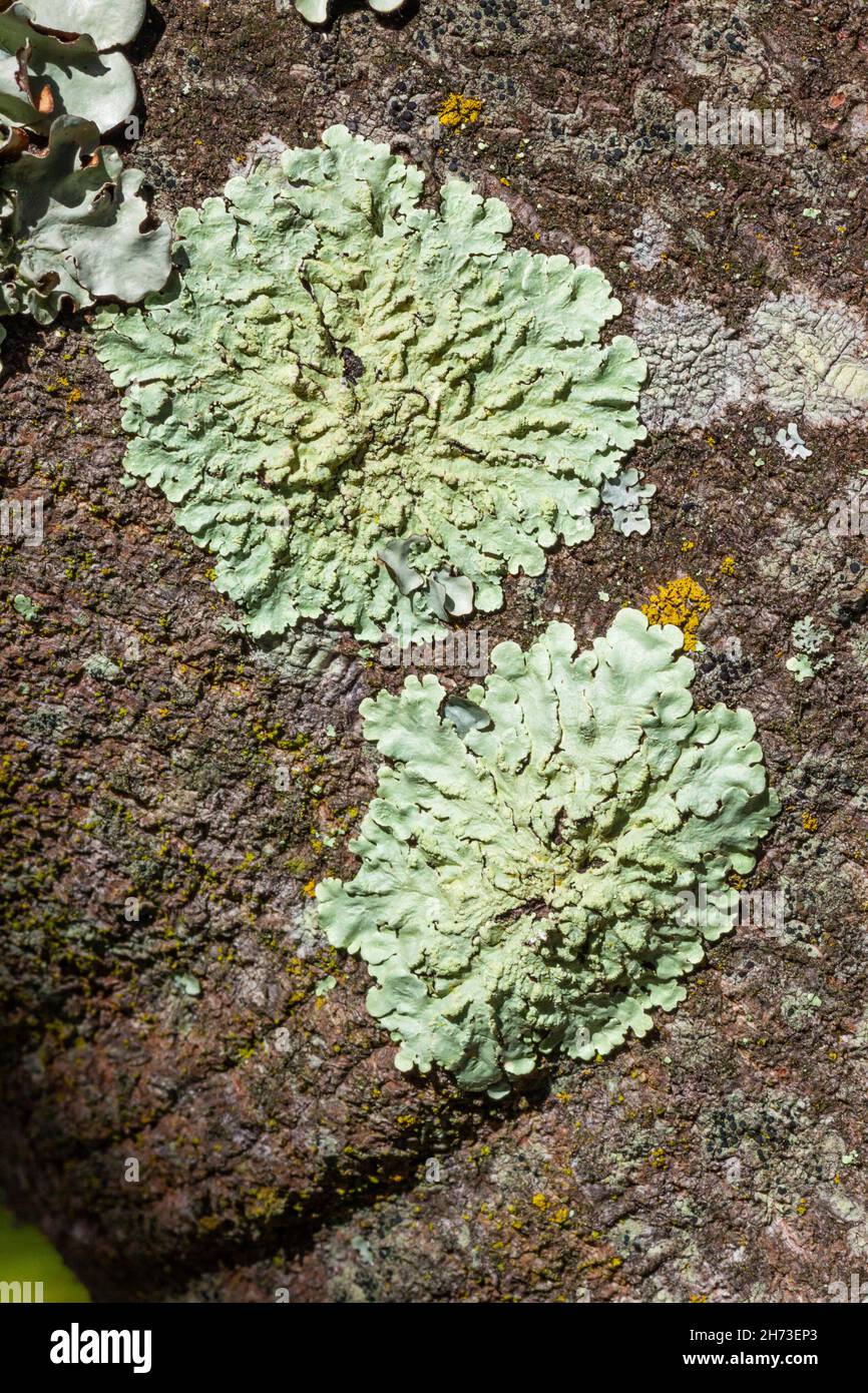 Lichen - Light Green Lichen - Light Green