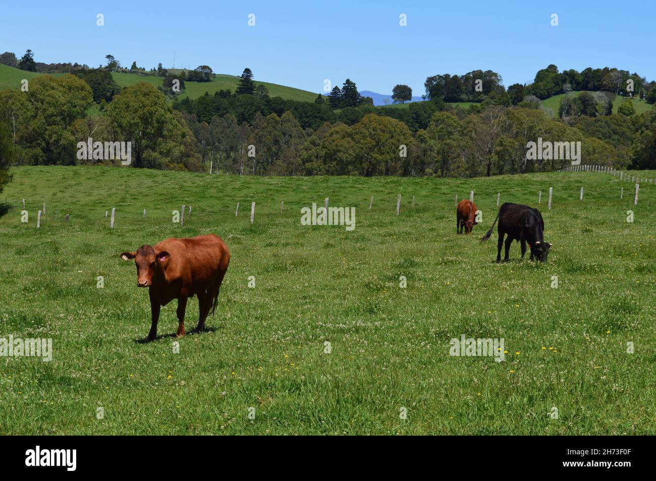 Cattle grazing along the Waterfall Way in NSW, Australia Stock Photo ...