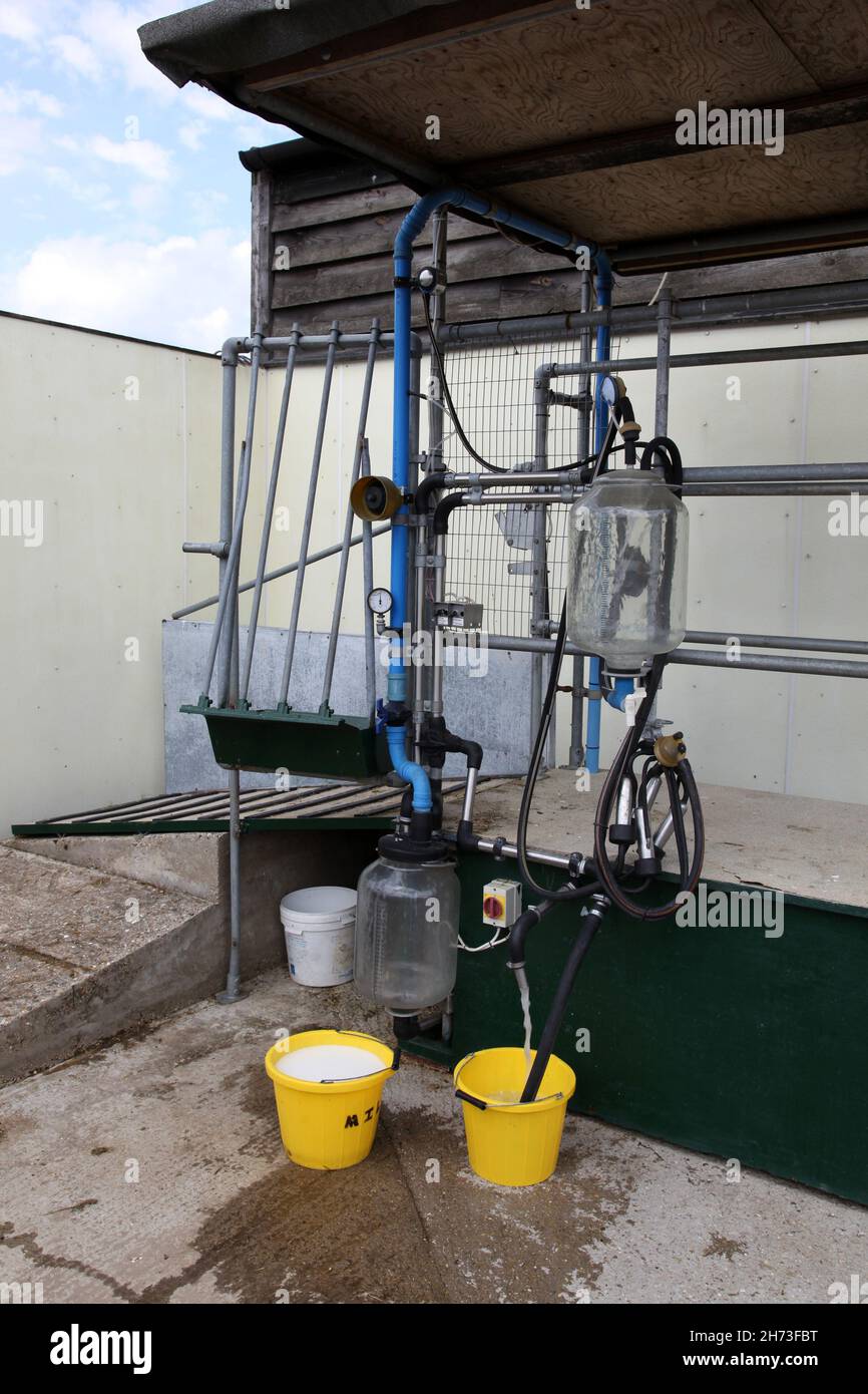 A cow milking machine Stock Photo