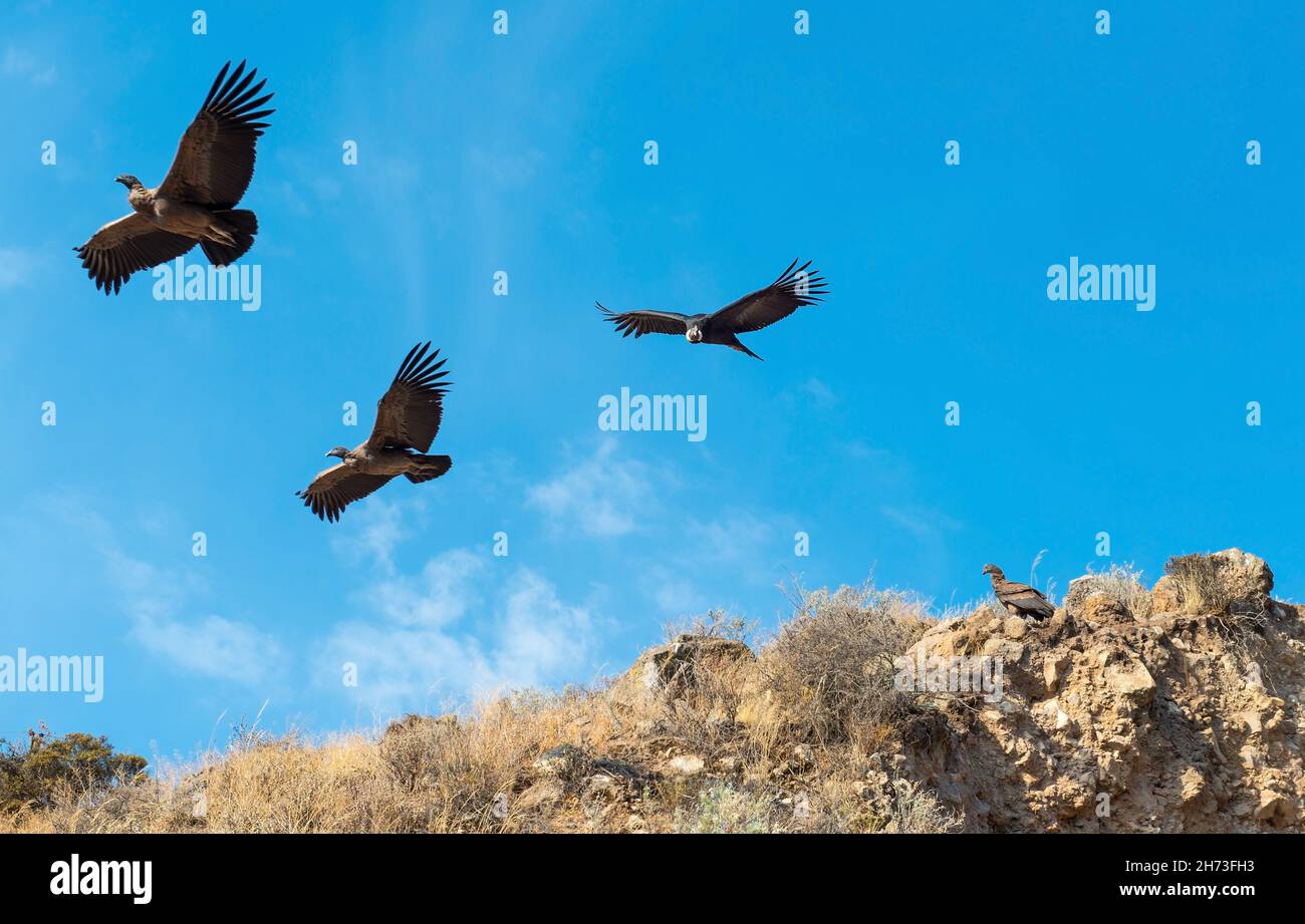 Andean condor family, one adult and three young Andean Condor (Vultur gryphus), Colca Canyon, Peru. Focus on adult condor. Stock Photo