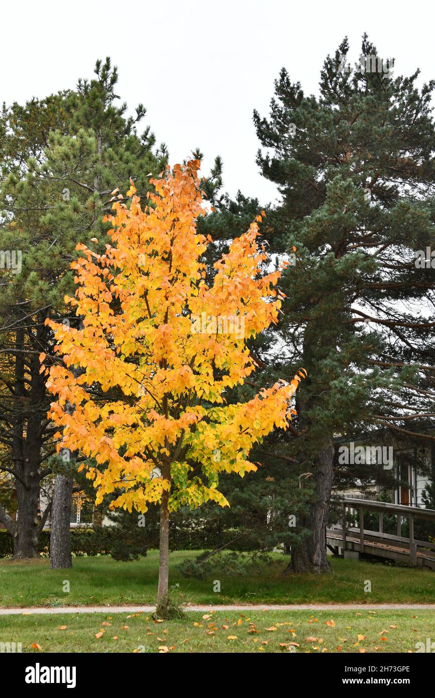 A bright yellow tree against evergreen trees in front of a wheelchair accessible house in a residential area, in Thunder Bay, Ontario, Canada, Stock Photo