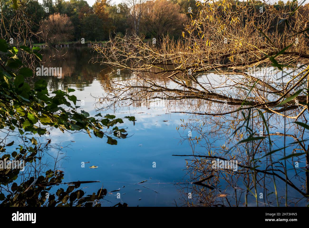 Branches of trees and bushes protrude into the lake Stock Photo - Alamy